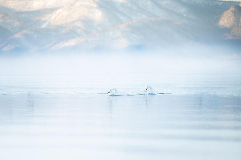 swan, winter, wildlife, bird, Silent lake фото превью