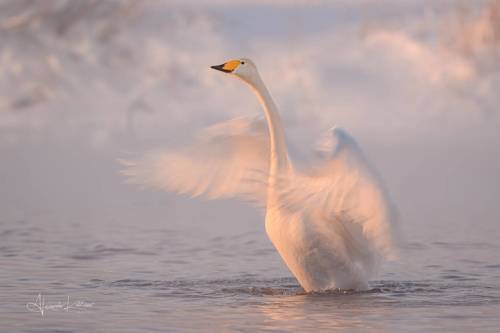 Морозная нежность...