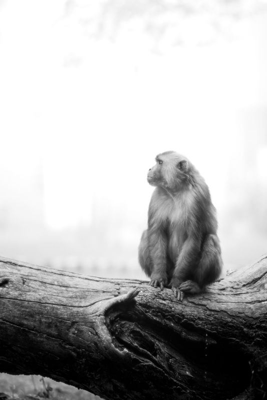 On a misty morning in Bharatpur Bird Sanctuary, a Rhesus macaque finds a moment of calm atop a weathered log. The chilly air wraps the scene in soft light, as the macaque pauses in contemplation, subtly defying the cold with a stream of warmth. Even in th Winter\'s Quiet Moment фото превью