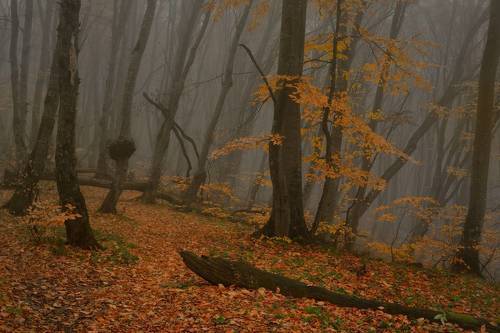 Осеннее утро в лесу