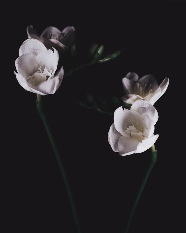 Flowers фото превью