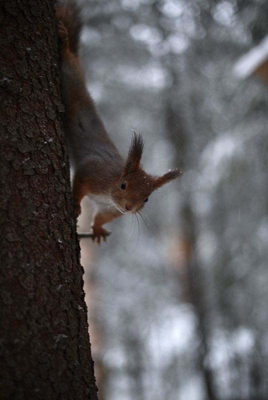 белка, природа, сосна, деревья, зима «А кушать будет?» фото превью