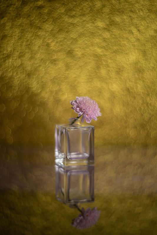 натюрморт, цветок, хризантема, желтый, боке Круговорот желтого фото превью