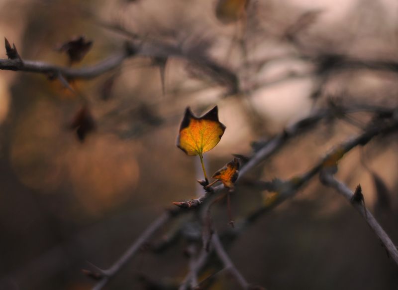 осень, сад, листья, природа Предзимний крыжовник фото превью