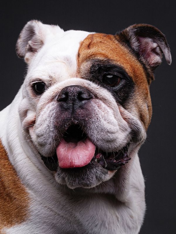 собака, порода, бульдог, портрет, взгляд, глаза, язык *** фото превью