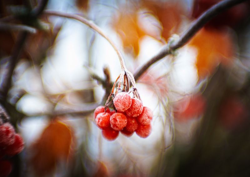 Сахарные ягоды фото превью