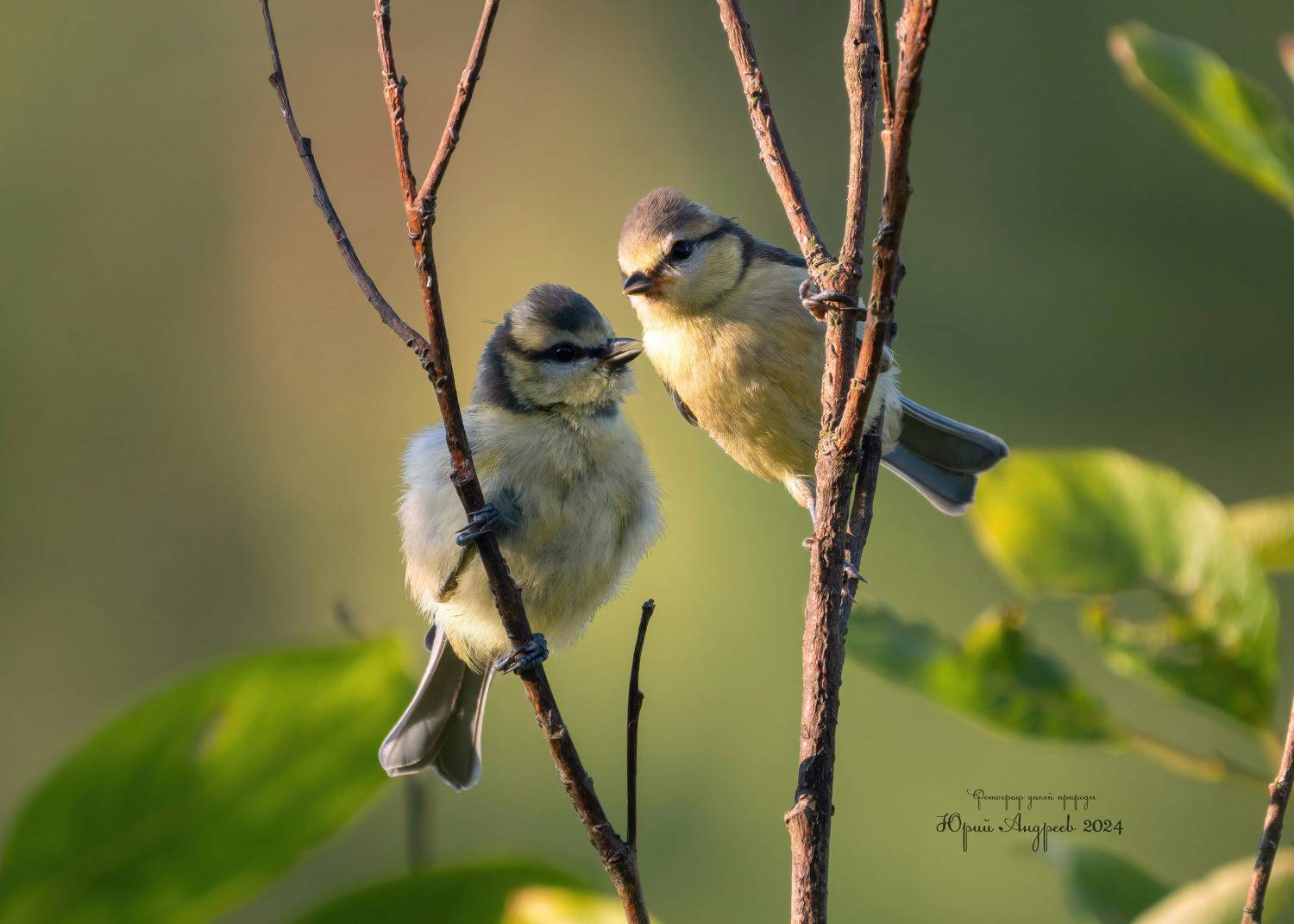 синицы, лазоревки, молодняк, Юрий Андреев
