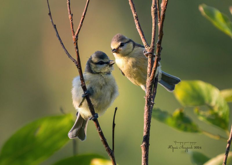 синицы, лазоревки, молодняк Малыши лазоревки фото превью
