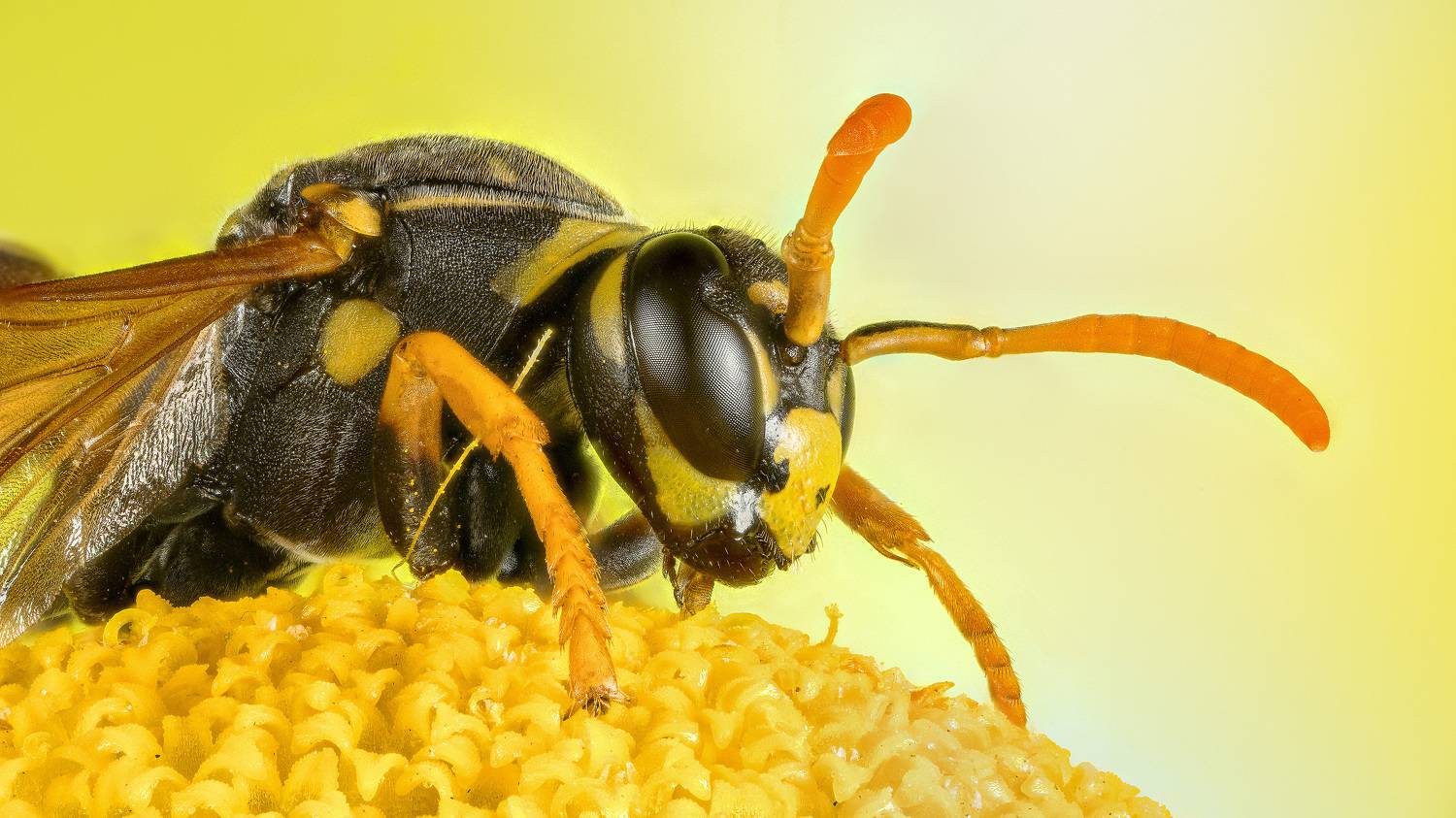 , Андрей Кривов