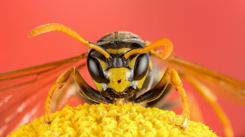 Оса фото превью