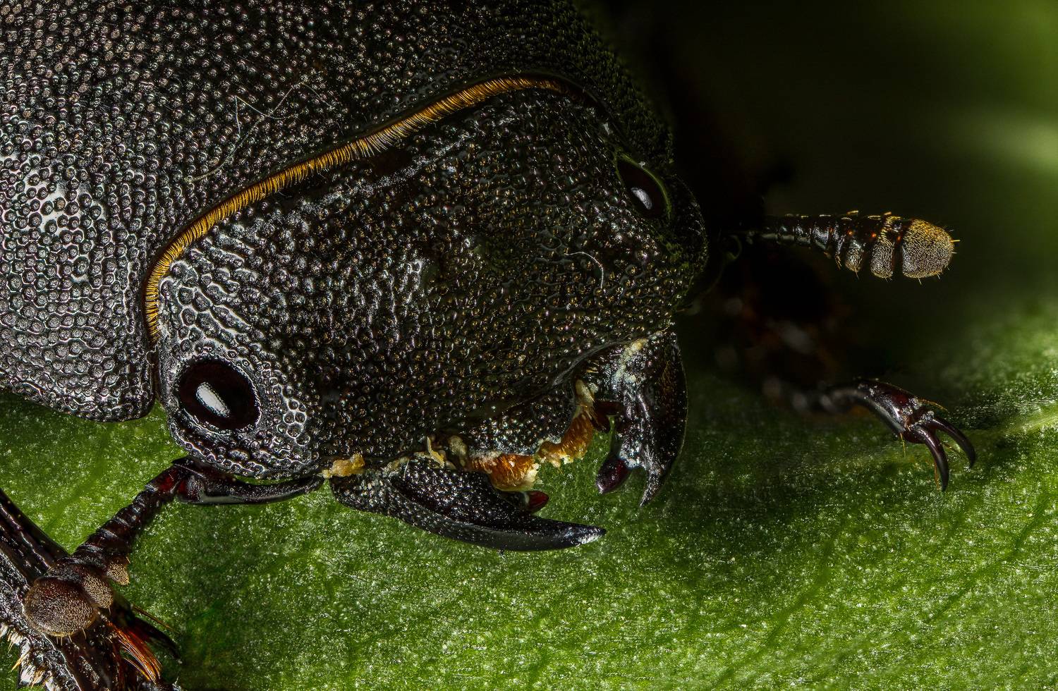 , Андрей Кривов