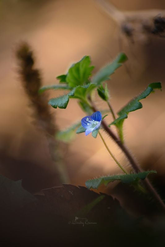 Ноябрьская... фото превью