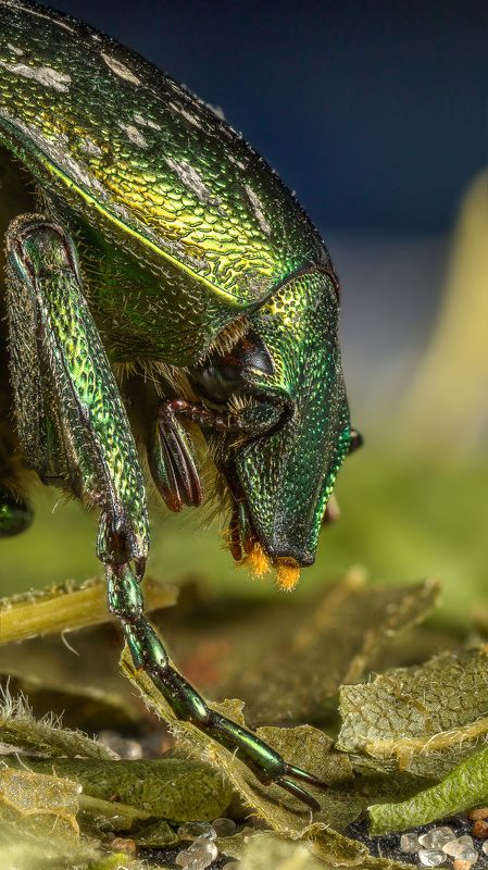 Бронзовка фото превью