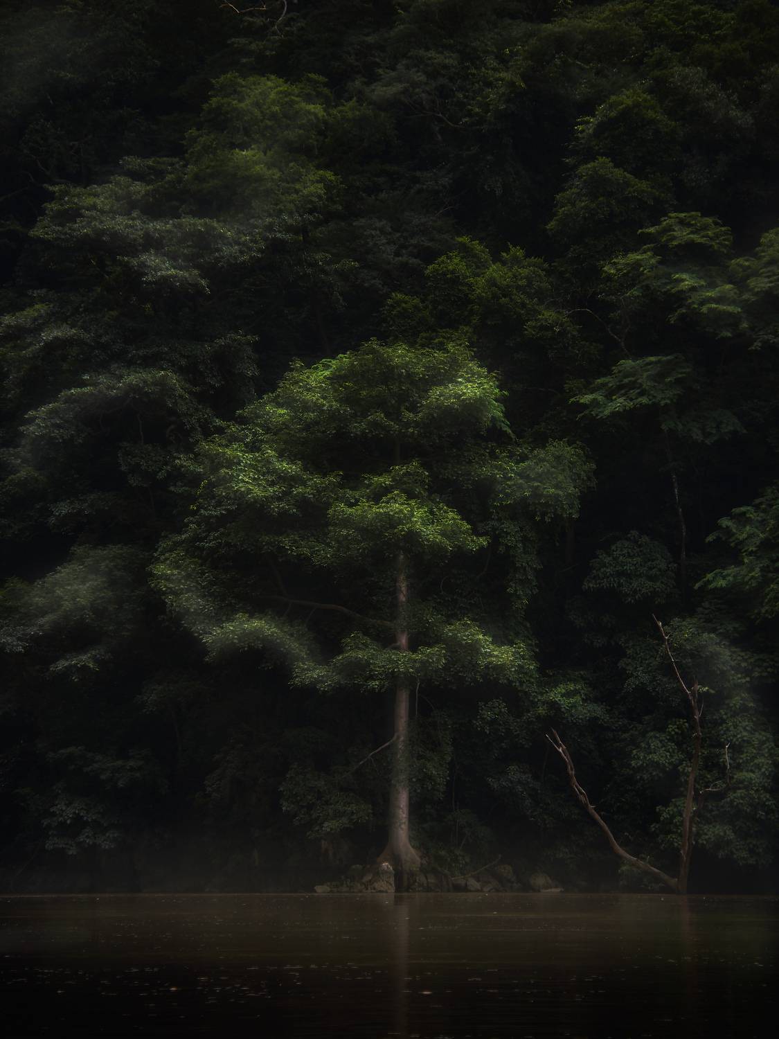 Nature, Landscape, Tree, Mexican forest, Arcas Ignacio