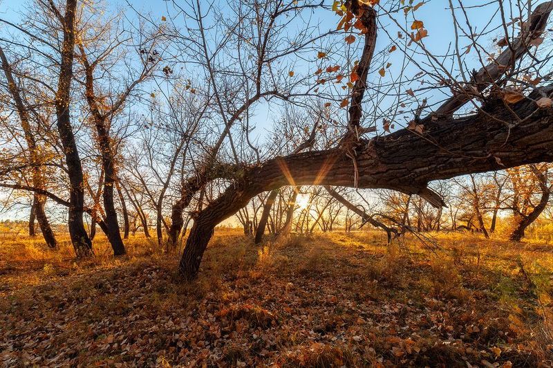 Trees фото превью