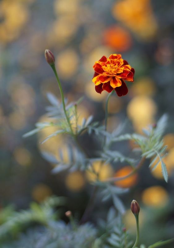 Бархатцы фото превью