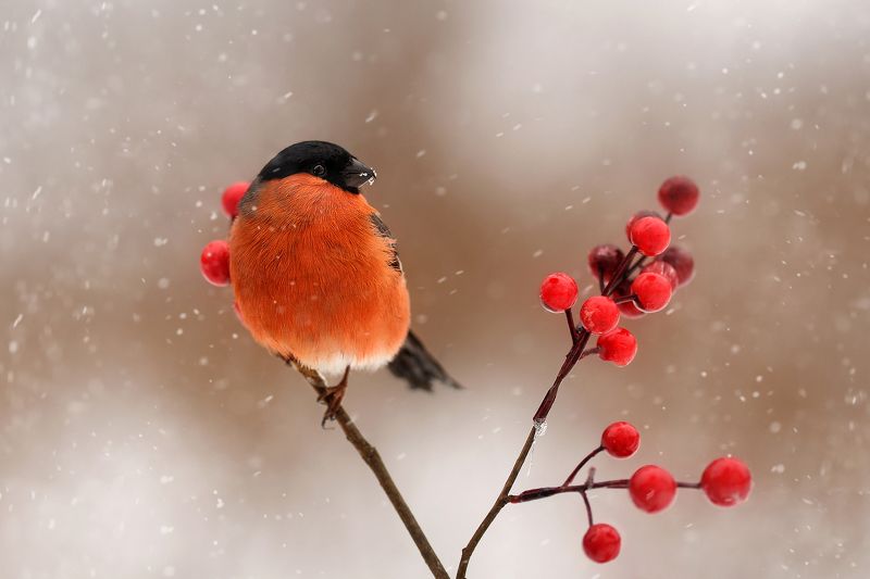 Портрет снегиря фото превью