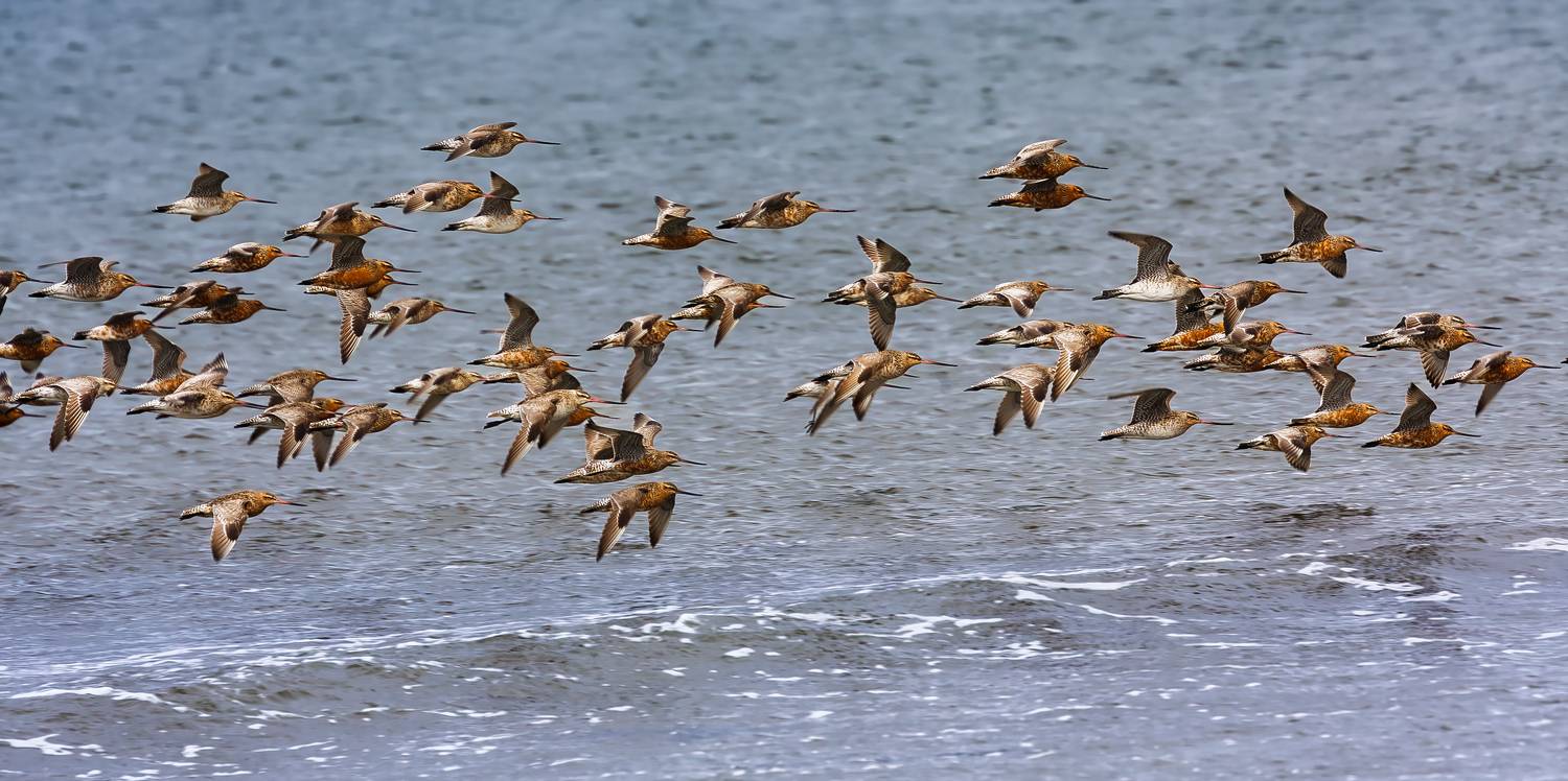 кулики, малый веретенник, перелёт, командоры, Уткин Дмитрий
