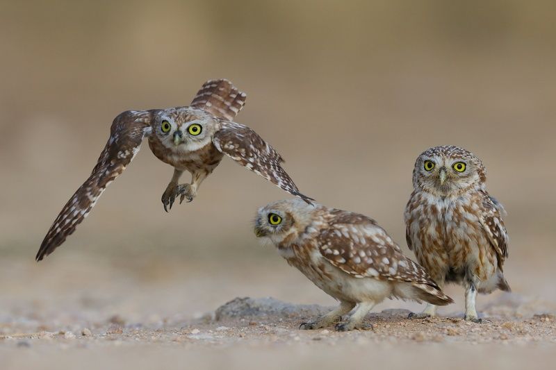 Little owls  фото превью