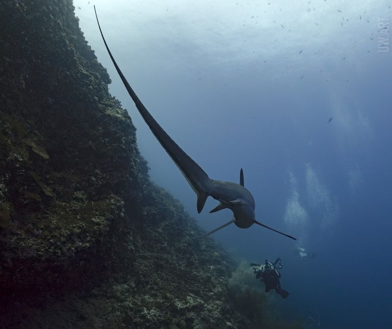 фото превью