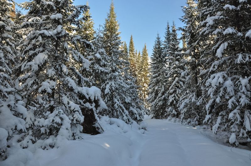 Первый снег в лесу фото превью