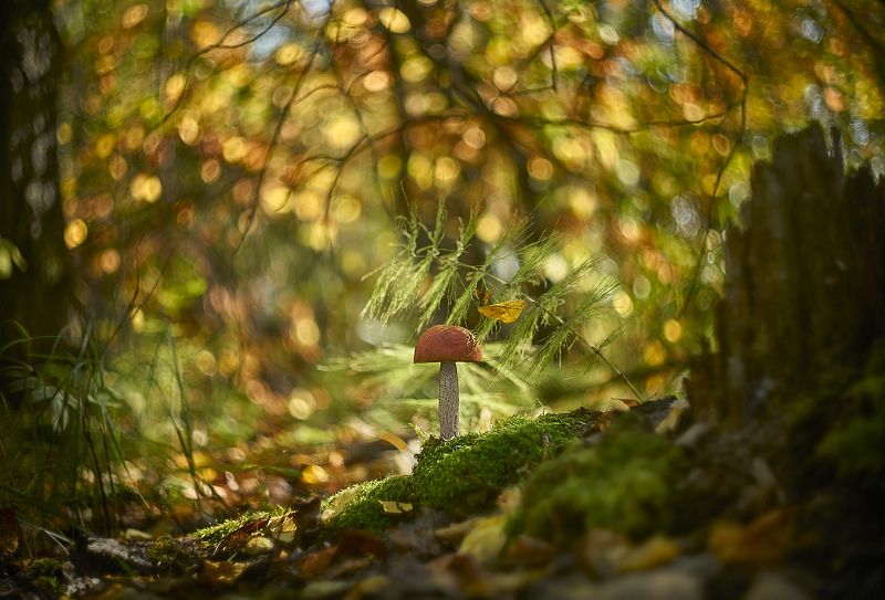 на тихой охоте фото превью