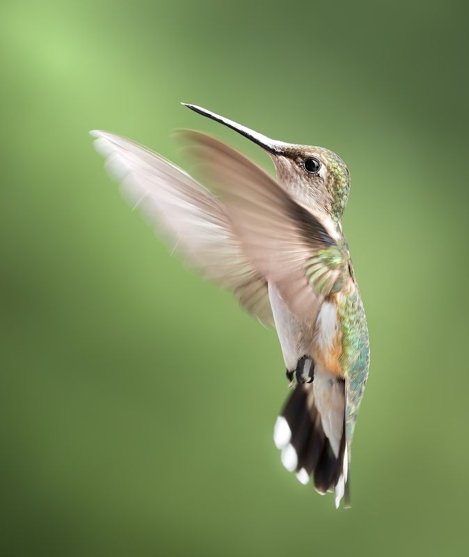 bird, humming, hummingbird, hummingbirds, hummer, rufous, nature, animals, wild, action, dynamic Taking it all in фото превью