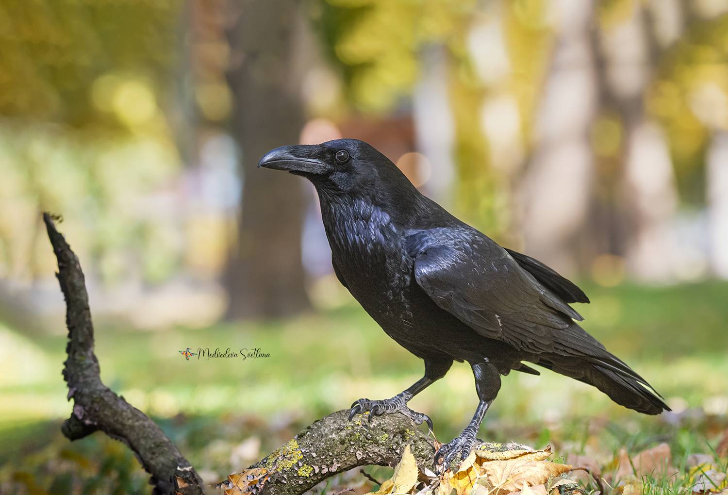 , Медведева Светлана