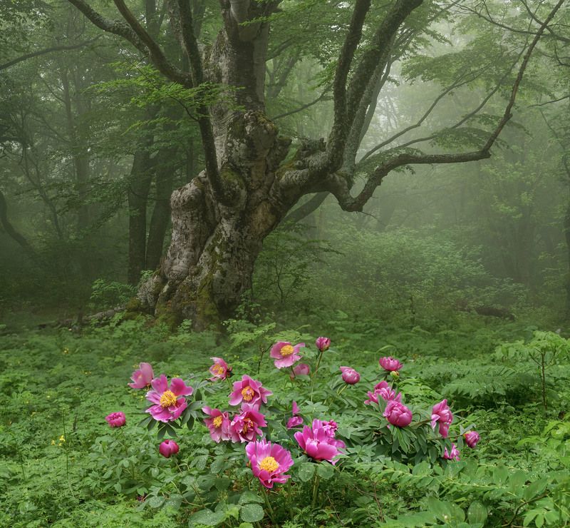 Буковый лес в мае. Крым. фото превью