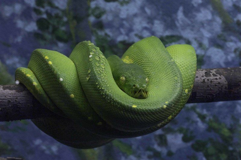 Green tree python фото превью