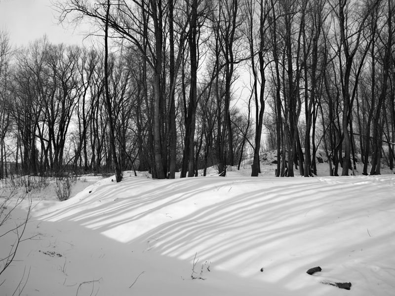деревья,тени,снег,ноябрь Тени на снегу фото превью
