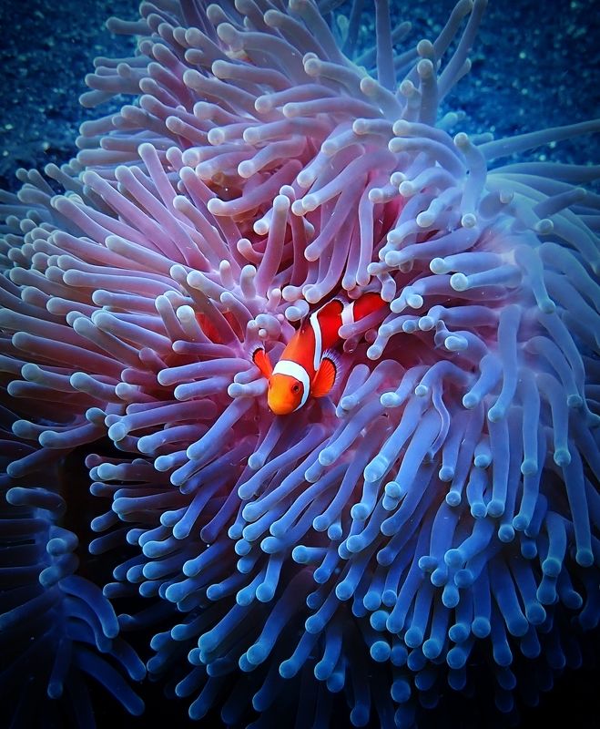 Клоун фото превью