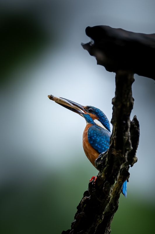 Catch of the Day! фото превью