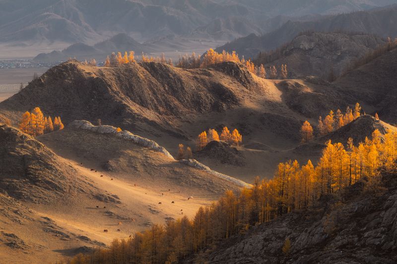 Ритмы алтайских пастбищ фото превью