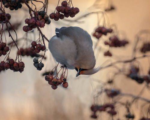 Как надуться на рябину (3ФОТО)