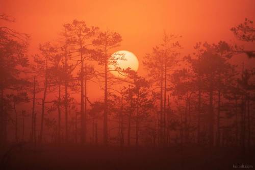 Лето на болотах Карельского перешейка