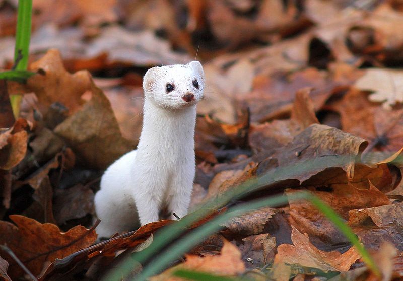 Ласка фото превью