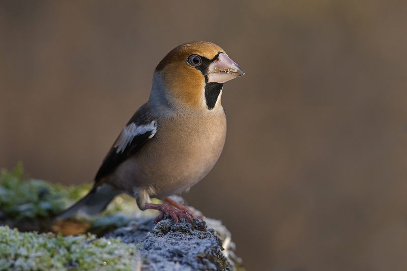 дубонос,самец,портрет Задумчивый... фото превью