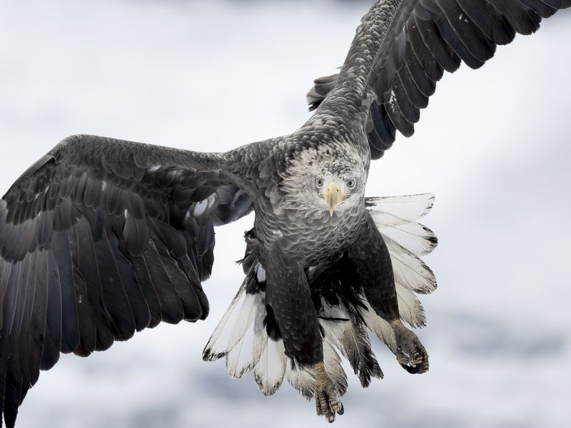eagle, winter, air Fly free фото превью