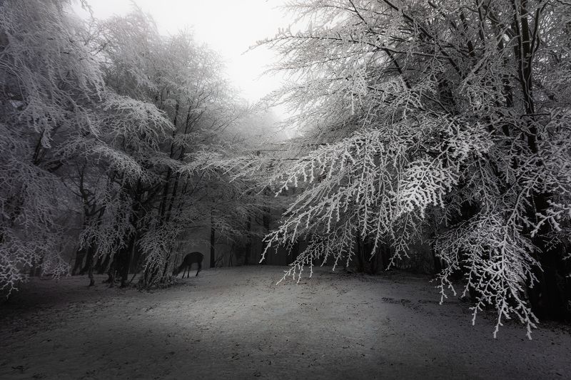 Winter фото превью