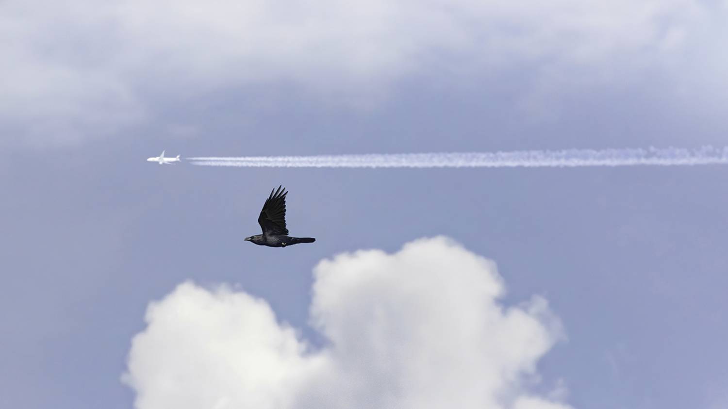 ворон, самолёт, небо, Сытина Наталия
