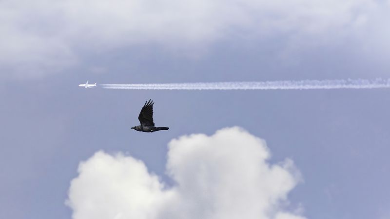 ворон, самолёт, небо Наперегонки фото превью