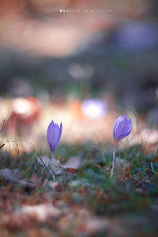 purple,flowers,light,dark,autumn,nature,bokeh, Purple фото превью