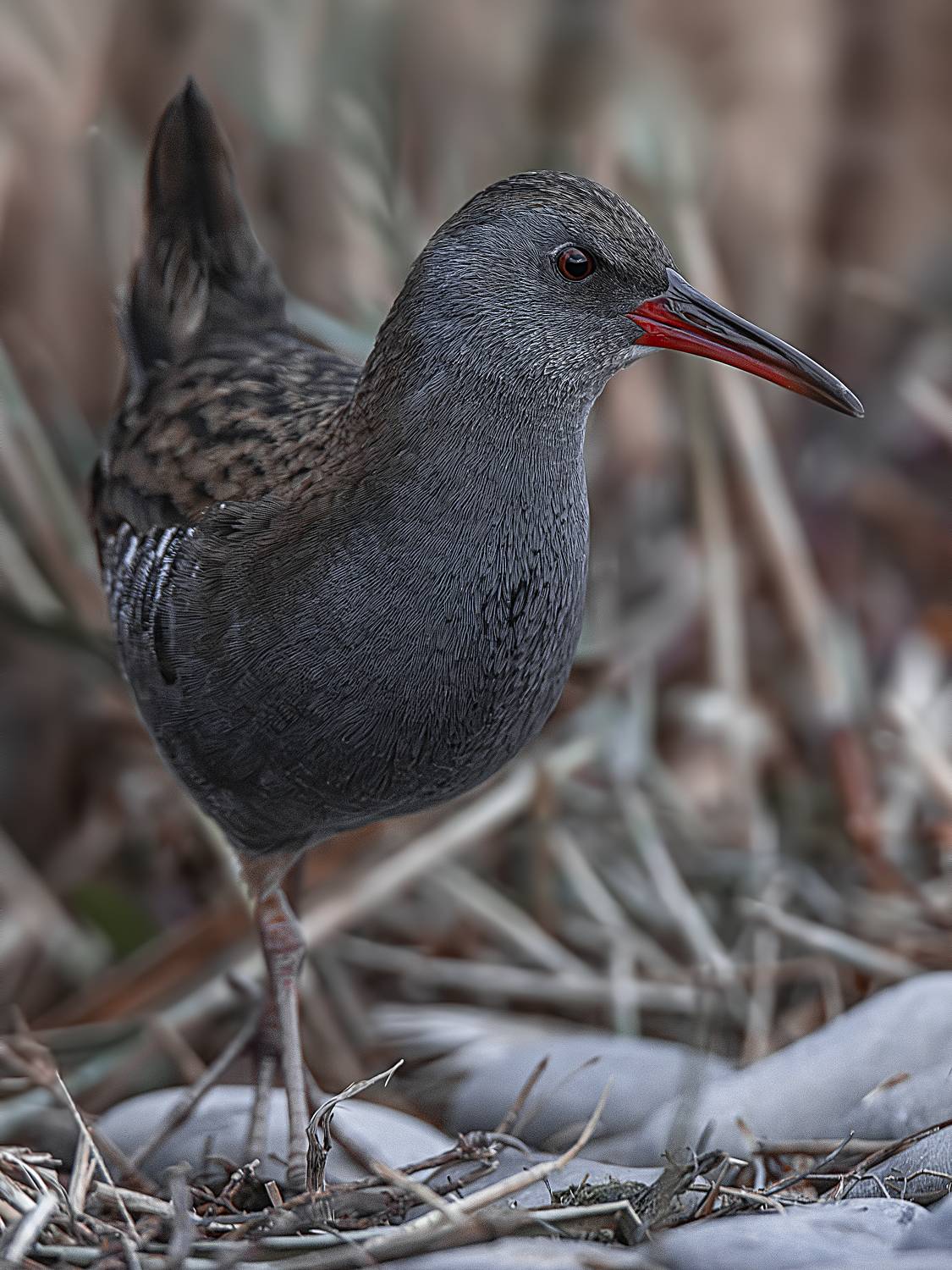 , Ожиганова Людмила