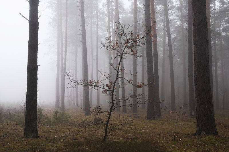 Поздняя осень в лесу фото превью
