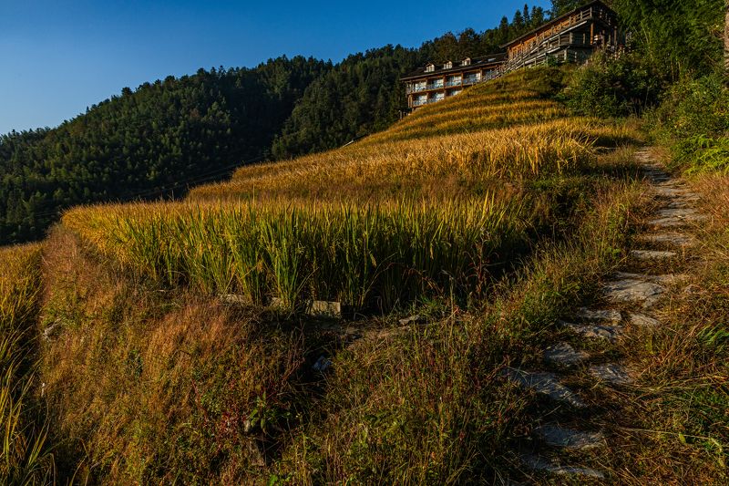 Китай. Террасы. Рис. Утро. Осень. Утро на рисовых террасах 2 фото превью