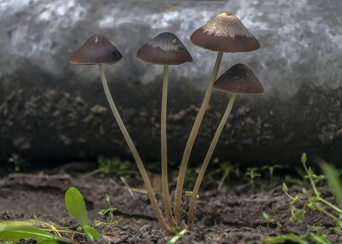 Бротцы