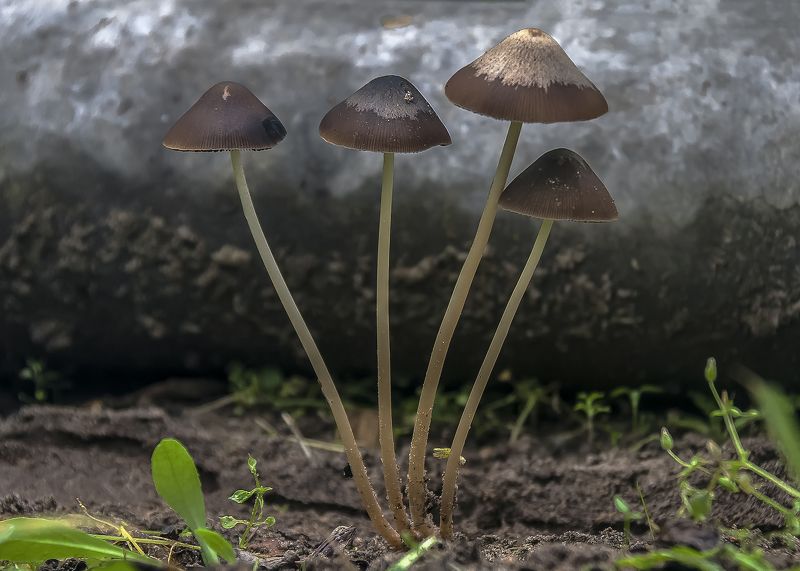 Бротцы фото превью