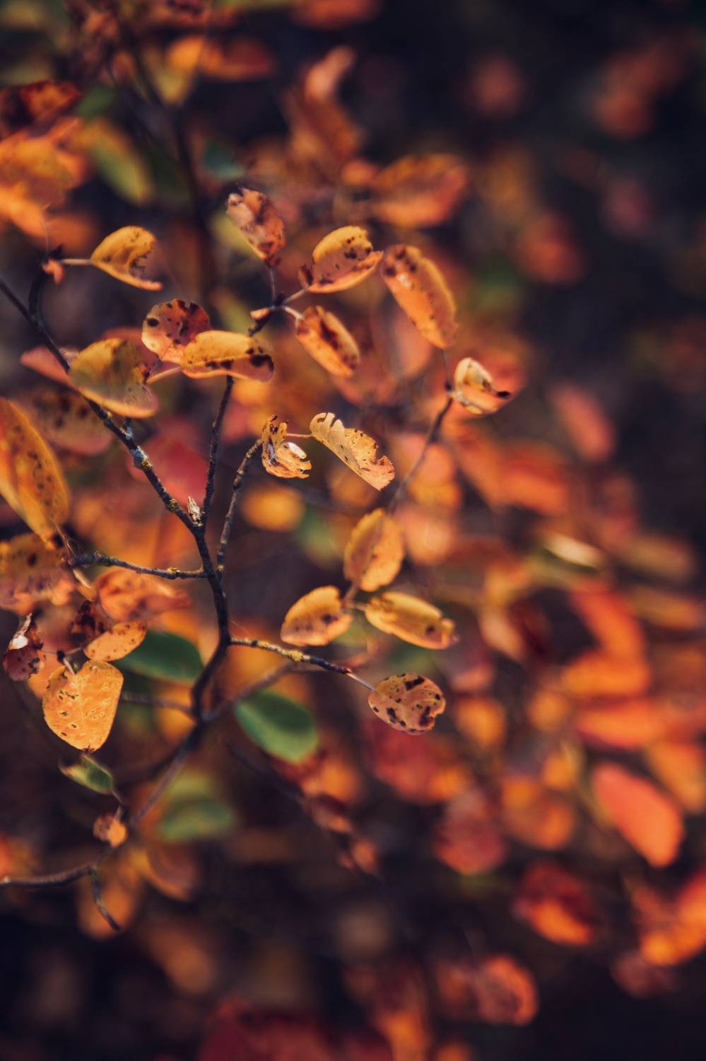 , Зоя Мумина