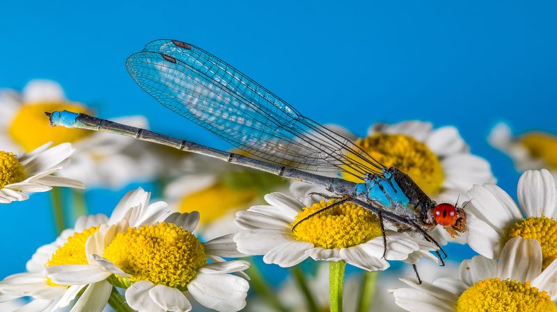 Стрекоза равнокрылая фото превью